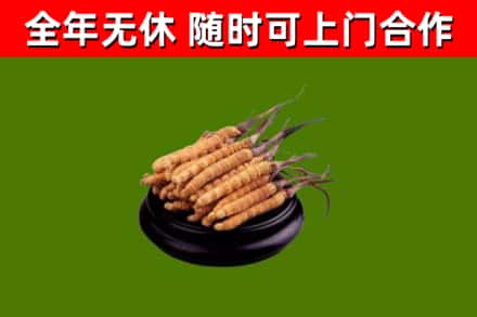 三门峡回收冬虫夏草
