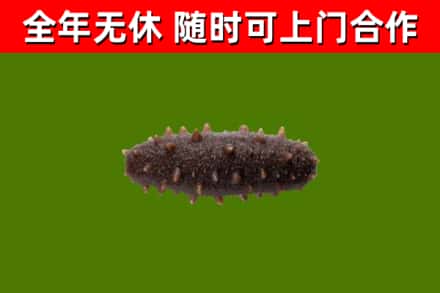 三门峡回收海参干